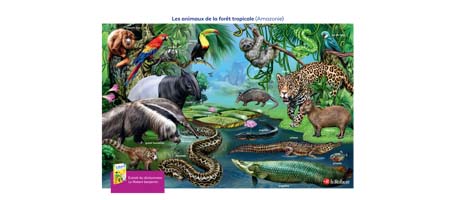 T&eacute;l&eacute;chargez l&#39;affiche des animaux de la for&ecirc;t tropicale pour votre classe !